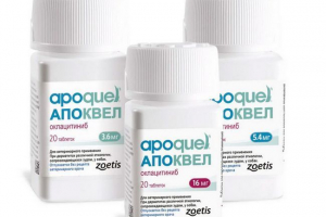 Apokwell za pse - koji je kontraindiciran?